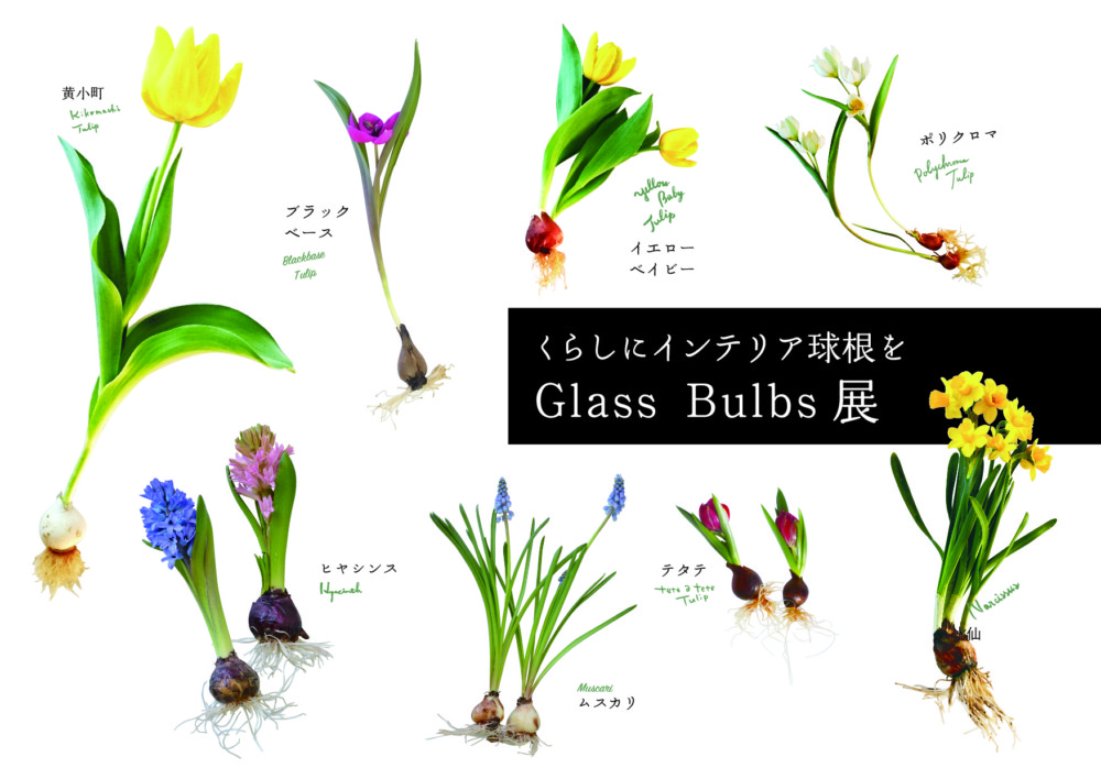 くらしにインテリア球根を「Glass Bulbs」展 | ニュース イベント情報 | 日本橋とやま館